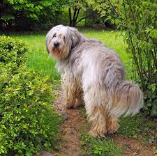 He must be sound, agile and sturdy. We Admit It We Re Envious Of These Long Haired Dog Breeds Long Haired Dogs Long Haired Dog Breeds Dog Breeds