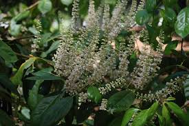 Image result for Itea