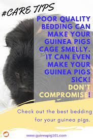 Pin On Cute Guinea Pig