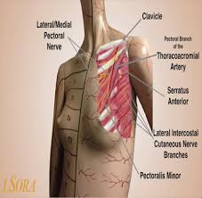 It consists of four stages. Information For People Experiencing Breast Pain East Lancashire Hospitals Nhs Trust