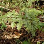 Image result for Asplenium buettneri