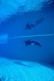 Kiska In Captivity At Marineland In Niagara Falls Orca Whales Kiska Orca