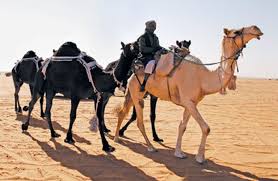 Other physical characteristics of camels include long legs, long necks, and a protruding snout with big lips. Sleek Black And Cream Colored Dromedary Camels Unusual Animals Camels Pet Portraits