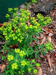 Image result for Euphorbia depauperata