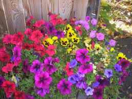 Red Blue Purple Petunias And Yellow Pansy Planter Purple Petunias Flower Drawing Pansies