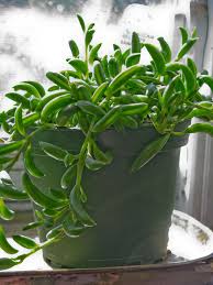 Senecio Radicans Wikipedia Hanging Plants Hanging Plants Indoor Plants