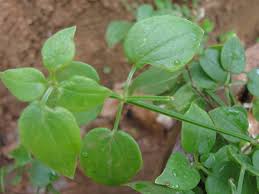 Image result for Rubia cordifolia
