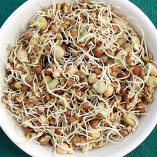 This exemplary company supplies 3 varieties of sprouting seeds for my effortless garden ® sprout doctor™ kit: Sprouts And Shoots Seed Certified Organic Non Gmo Seed From High Mowing Organic Seeds