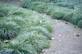 Berkeley Sedge Is Eurasian Grey Sedge California Native Plants California Garden Plants