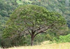 Image result for Mimusops afra