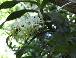 Image result for Cyrtorchis neglecta