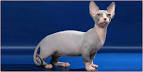 Hairless Cats: Breeds, Info and facts | Petfinder