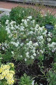 Image result for Amelanchier ovalis