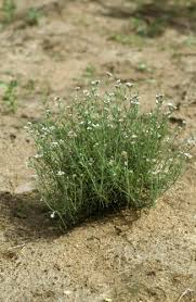 Image result for Polycarpaea corymbosa