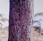 Image result for Brachystegia manga