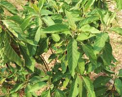 Image result for Vernonia thomsoniana