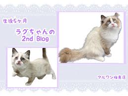 ラグドール 】生後5ヶ月！ラグちゃんのセカンドブログ！ | マルワンBLOG | ペットショップ マルワン 小さめ子犬 美形な子猫 初心者安心のサポート