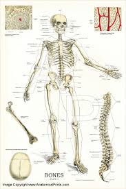 All human anatomy sticky charts. Skeletal System Anatomy Chart 24 X 36