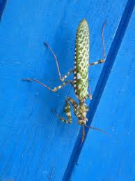 La Mendiante Ou Blepharopsis Mendica Insects Moth