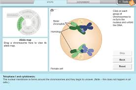 To answer the assessment questions, select the button next to the correct answer. Meiosis Gizmo Lesson Info Explorelearning