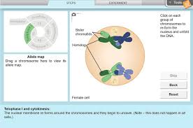 Meiosis 1 and meiosis 2 worksheet answer key these pictures of this page are about:meiosis puzzle activity answers key page 2. Meiosis Gizmo Lesson Info Explorelearning