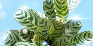 List of non poisonous house plants for cats. 10 Non Toxic House Plants Safe For Pets And Kids The Sowell