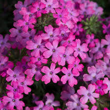 Maybe you would like to learn more about one of these? Verbena Enchantment Hot Pink Trailing 5 Large Plug Plants Brookside Nursery