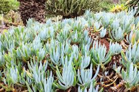 Image result for Senecio greenwayi