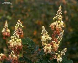 Image result for Cordia grandicalyx