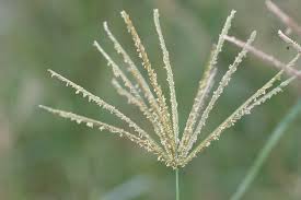 Image result for Chloris gayana