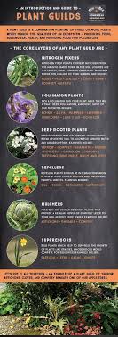 Food Forests Plant Guilds In Permaculture Design Family Food Garden In 2020 Food Forest Garden Permaculture Gardening Permaculture Design