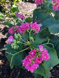 Image result for Dombeya