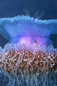 Nature At It S Best Ocean Creatures Ocean Day Sea Animals