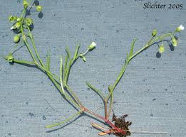 Image result for Montia