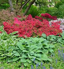 Check spelling or type a new query. Great Hostas As Companion Plants For Azaleas And Rhododendrons Plants Companion Planting Shade Plants