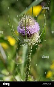 Image result for Dipsacaceae