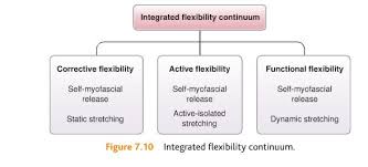 Nasm Study Guide Chapter 7 Flexibility Training Concepts The Healthy Gamer