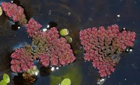 Image result for Azolla pinnata