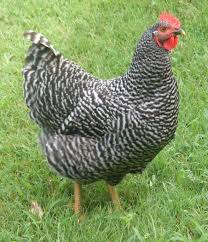 Barred Rock Chickens For Sale Chickens Backyard Barred Plymouth Rock Chickens Chickens For Sale