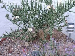 Cactus grow on rocky hillsides, alluvial fans and in barren although cactus are synonymous with desert regions, they are found in some unlikely places. Pencil Cacti The Stick Euphorbias Dave S Garden