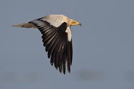 The egyptian vulture ( neophron percnopterus ), also called the white scavenger vulture or pharaoh's chicken , is a species of small old world vulture and the only member of the genus neophron. The Silent Killer Of Egyptian Vultures