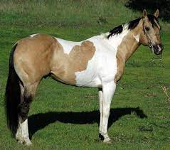 Weitere ideen zu pferde, schöne pferde, schecken. Shining C Grulla Horses On Instagram Buckskin Tobiano Paint Buckskinpaint Buckskintobiano Nick Shiningcgrulla Horses Grulla Horse American Paint Horse