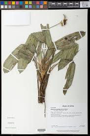 Image result for Hypolytrum heteromorphum