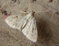 Image result for Anania perlucidalis