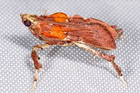 Image result for Nicolasia stenoptera