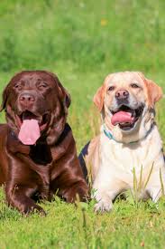 Pin On Labrador Retriever