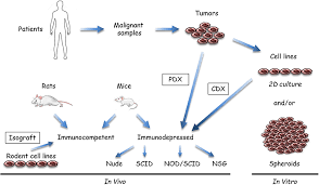 Human mesothelioma cell lines listed as hmcl. Frontiers The Biology Of Malignant Mesothelioma And The Relevance Of Preclinical Models Oncology