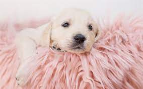 2000x2000 pitbull hund til salg. Download Wallpapers Cute Puppy Labrador Golden Retriever Cute Animals Small Dog Besthqwallpapers Com Niedliche Hunde Niedliche Welpen Welpen