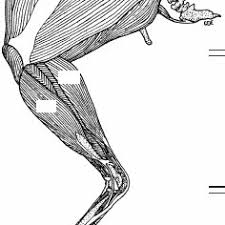 They depend greatly on our genes and what we do with them. Dorsal And Ventral Muscles Of The Chicken Leg Names According To The Download Scientific Diagram