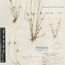 Image result for Schoenoplectus muriculatus